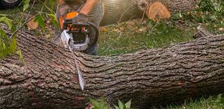 Reliable Sun Valley, NV Tree Care Services Solutions